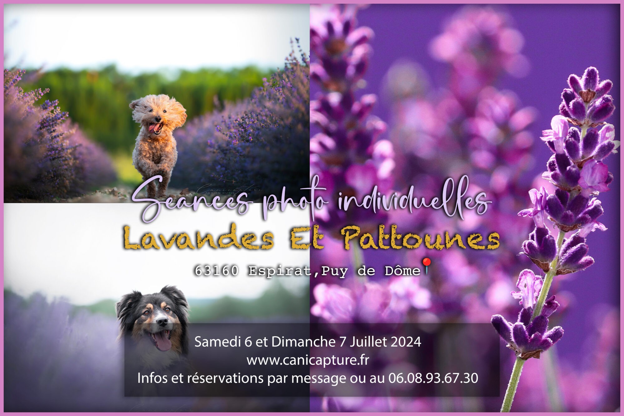 Séance photo chien lavande 2024 Auvergne