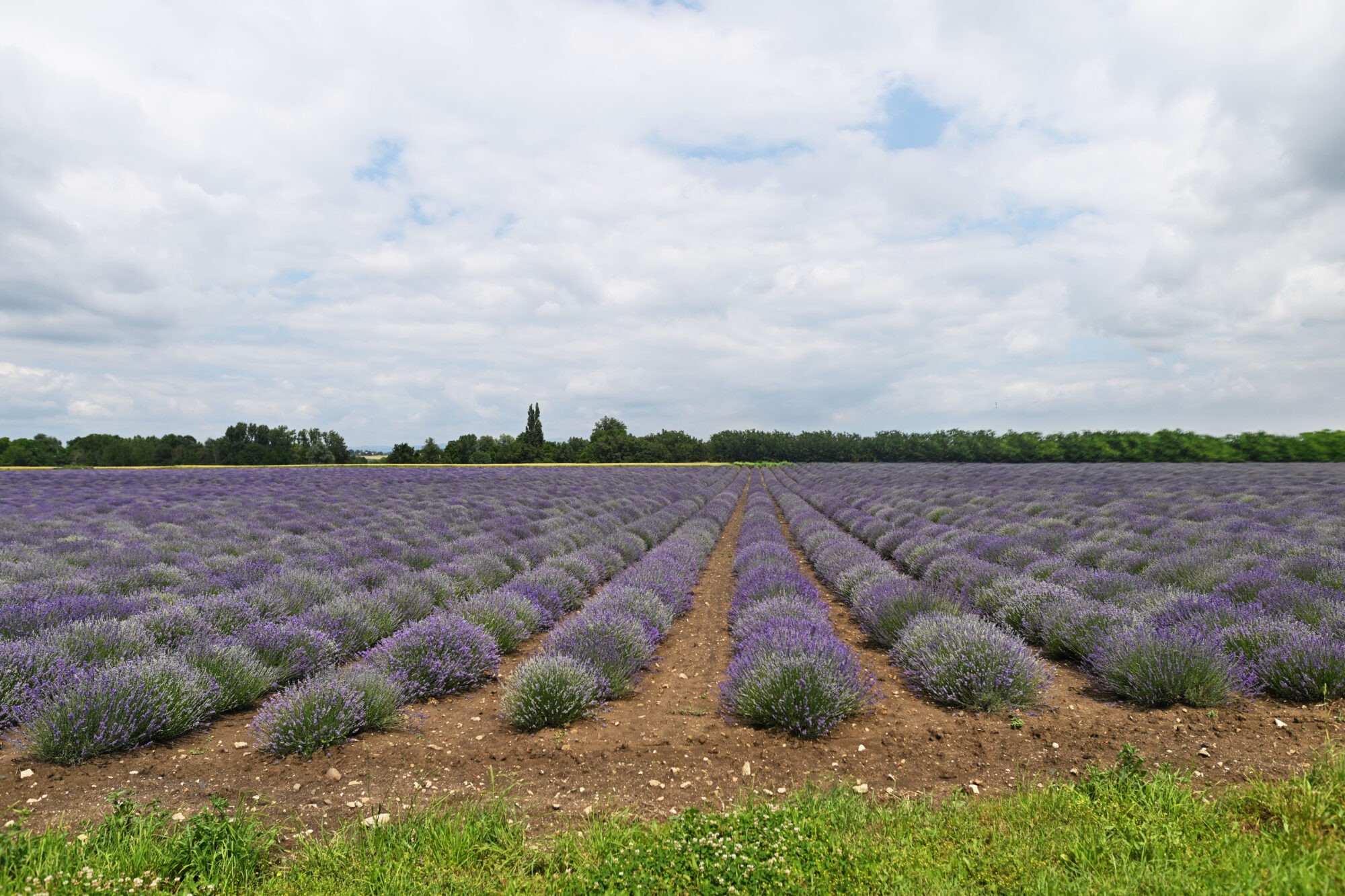 Champ de lavande de la ferme de lovas dans le Puy de Dôme en Auvergne