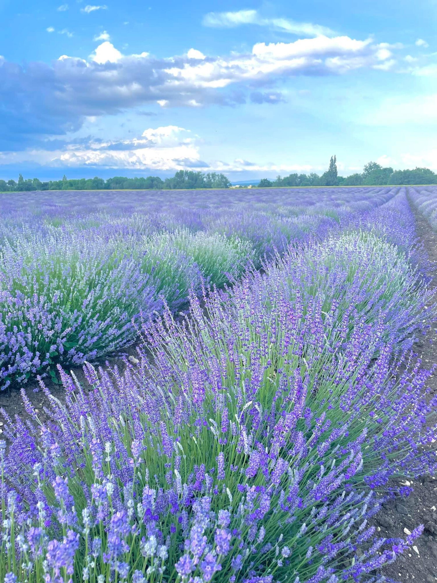 Photo d'un champ de lavande dans le Puy de Dôme 